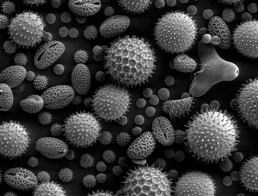 Granos de polen de varias especies ampliados mediante un microscopio electrónico de barrido. Dartmouth College Electron Microscope Facility - Source and public domain notice at Dartmouth College Electron Microscope Facility.