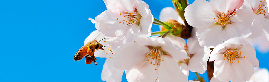 Abeja en una flor de cerezo